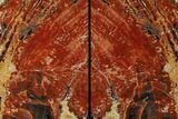Tall, Arizona Petrified Wood Bookends - Red & Black #111102-1